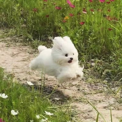sincostantwit Profile Picture