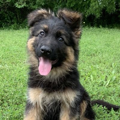 damose6's profile picture. 