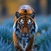 Bluegrass Bengal (@bengalbluegrass) Twitter profile photo Bluegrass Bengal (@bengalbluegrass) Twitter profile photo