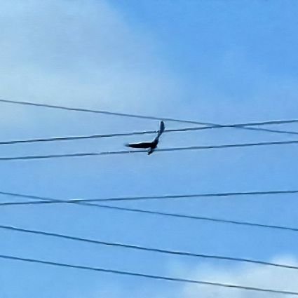 ayush_patel112's profile picture. Hey everyone! Beginner coder with basic skills, passionate about tech. Eager to learn, connect, and grow in software development.Ready for challenges! Thanks!