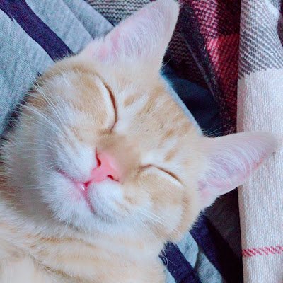 Noisy_SuZuKa38's profile picture. 