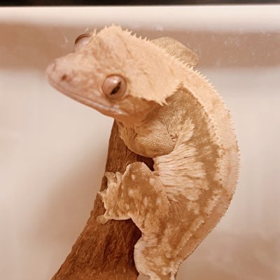レオパ4、ニシアフ3、クレス3、ソメワケ1、グランディスヒルヤモリ1、熱帯魚、猫3と共に暮らしてます😉爬虫類の難しさを楽しむ日々。無言フォロー失礼します𓆈