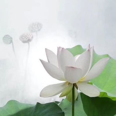 ezyf0x's profile picture.