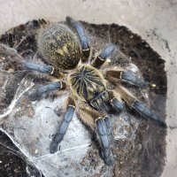C2 (@c2_tarantula) 's Twitter Profile