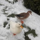 nikki walters - @nikkiwalters3 - Twitter