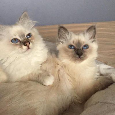 kattenmens, personeel van Bear en Baco van 10 en van Jillz 🌈en Missy 🌈van 8 jaar. Gek op bloemen en planten. Wat een kutjaar is 2025 al😭😭