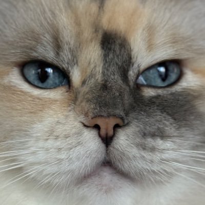 YYpvVvHmDV32677's profile picture. こくみんうさぎと猫が好きです。