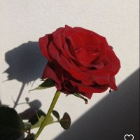 Litbysva (@litbysva) 's Twitter Profile