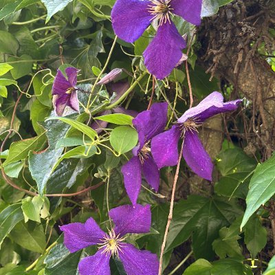 AnnsamRocher's profile picture. Executive Coach | Human Resources | Lifelong learner | sharing leadership #AI, #HR news #Deeplearning #Innovation #NLP #IoT #FutureOFWork #TechforGood