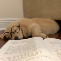 小狗 (@hereispuppy) 's Twitter Profile