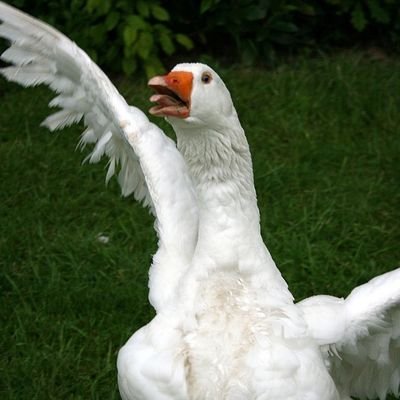 Wolfrew28's profile picture. 