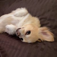 meg (@meg_kdj_) 's Twitter Profile