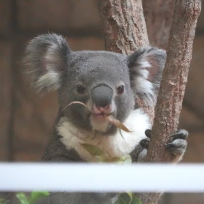 van_bucanh's profile picture. コアラと撮影好き