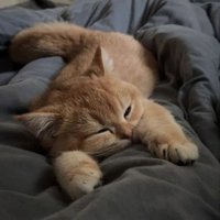 siwp (@siwp111) 's Twitter Profile