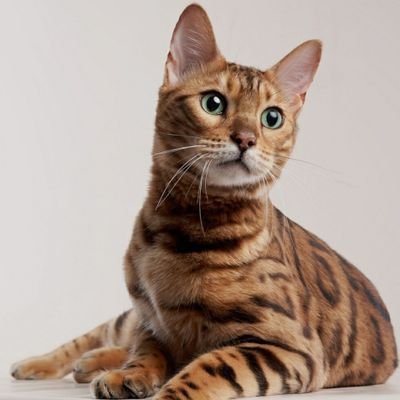 KezoKikil's profile picture. 