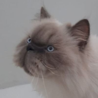 lurkinvalerie's profile picture. 