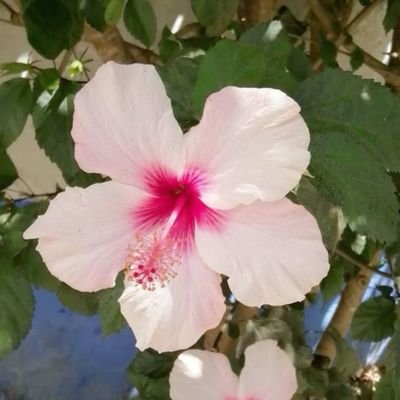 H5N5K0's profile picture. 