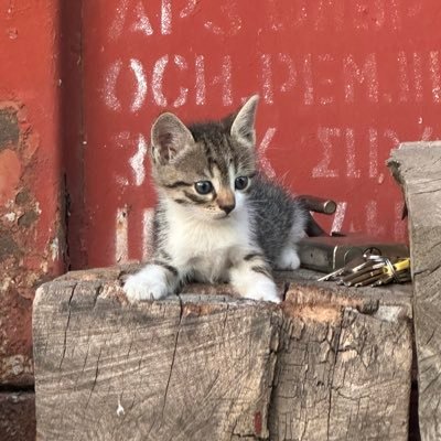 Bendis178's profile picture. Personality type: INTP-F