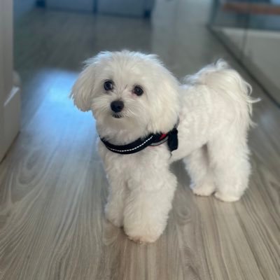 Ludyngm's profile picture. 👩🏻‍⚕️🏥💊 ❤️ Coco 🐶