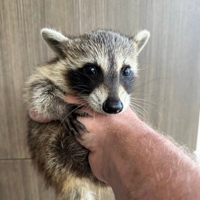 Official_RabGuy's profile picture. 