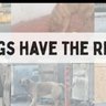 raiseyourglass0's profile picture. #Kiblet support DogDeskAction and @SCD_Rescue
KSAR +War Paws, huge respect for animal rescues and supporters. We can make a difference when we work together.