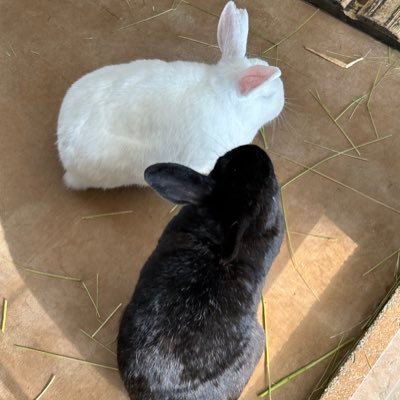 game_sau33's profile picture. 