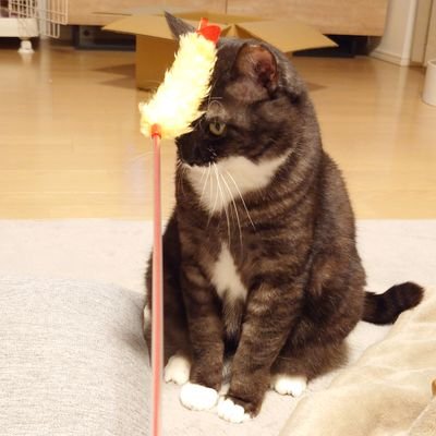 e05ksHCOdst9GN3's profile picture. 2025.02.02に保護猫カフェからお迎えした
靴下おてての持ち主【サック】
との日常の記録。
