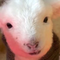 matahari (@mauberteman) 's Twitter Profile