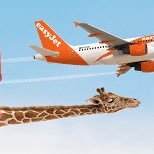 EJC ✈️ (@easyjetchap) 's Twitter Profile