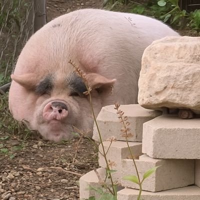 DasJerelo228's profile picture.