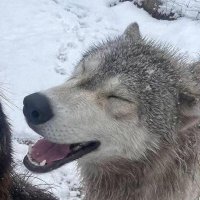 ☁️ josie / wolfie ★ (@mikubees) 's Twitter Profile