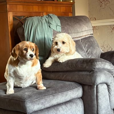 RhysWil79985460's profile picture. hi I’m a massive Tottenham Hotspur’s supporter and a massive Cardiff rugby fan and a massive console games fan and love the darts 🎯