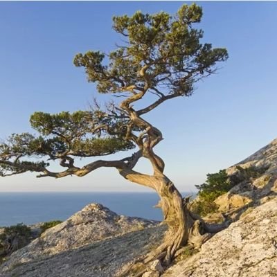 888juniper's profile picture. Mostly small caps - $OPEN $EOSE - and $BTC