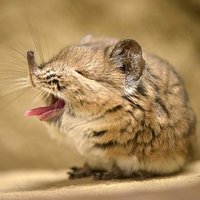 땃땃쥐 (@ddatddatmouse) 's Twitter Profile