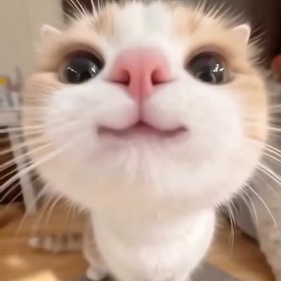 ooyena1's profile picture. 📍ドイツ育ち大学院生