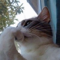 weary (@onegramind) 's Twitter Profile