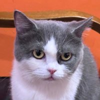 QueenNvrCry (@nvr_cry) 's Twitter Profile