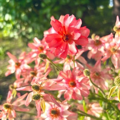 20↑ お取引に使用します。 地方在住のため郵送取引。ゆうちょ対応。ペット無。お取引終了したツイート・DMは消します。