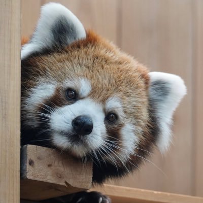 doggydoopants's profile picture. Hockey Player / Trombone Player / 18