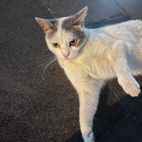 mu (@atrioventrikui) Twitter profile photo