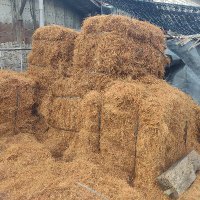 Camaleon (@camaleonns) 's Twitter Profile