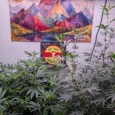 Geturgrowon's profile picture. growing cannabis legally in Canada 
IG @geturgrowon @geturgrowon2