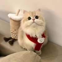 こもも (@komomo_grape) 's Twitter Profile