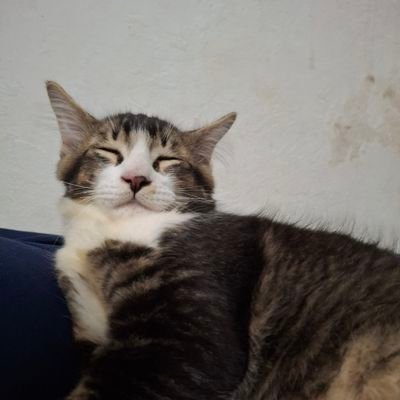 blitzmarck's profile picture. The weird left-thai people that you have ever seen. (and definitely i'm not far-left)