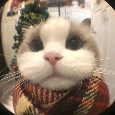 keyone8941's profile picture. دانشجوی علاقه مند به یادگیری عمیق علم اقتصاد/پرستنده یگانه زن زندگیم