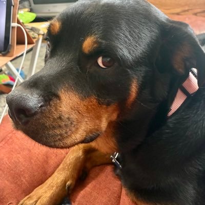 ZMD1776KAG's profile picture. I support our President Donald J Trump.
