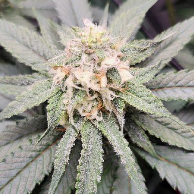 Learning how to grow. One plant at a time.
Please, no unsolicited dm's.
Sponsored grower for @irvineseedco