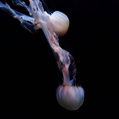 m1rqaa_'s profile picture. 私が私を愛せるように .27