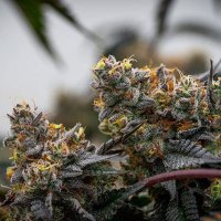Cannabis Bud Shop (@cannabsbud) 's Twitter Profile Photo Cannabis Bud Shop (@cannabsbud) 's Twitter Profile Photo