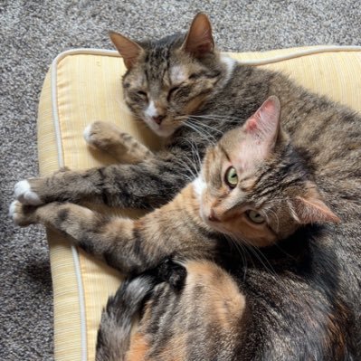 the daily adventures of Pippin and Gigi ~ 5 year old siblings || #catsoftwitter